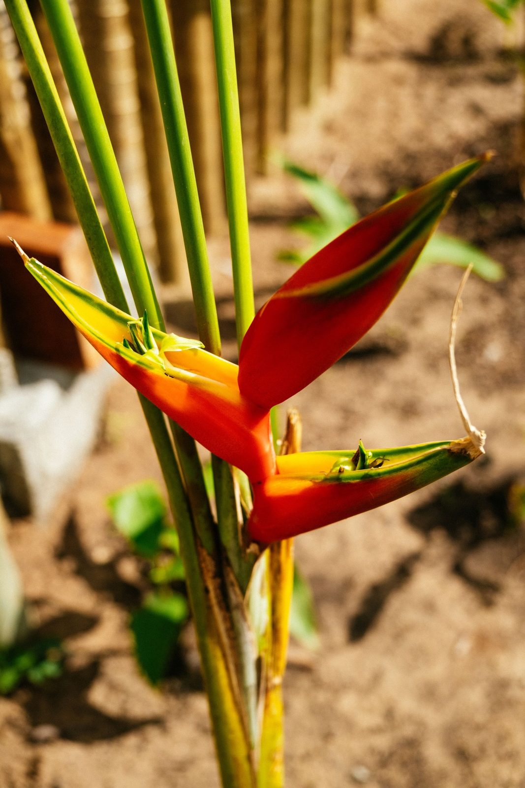 Flora nativa